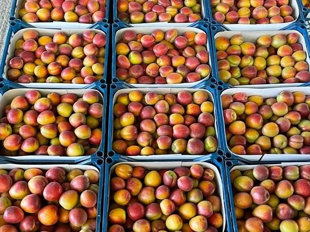 Obst in Kisten im Lager